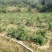 西瓜番石榴苗30~50cm
