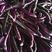 长茄子紫色茄子冬季露天季节蔬菜大量上市