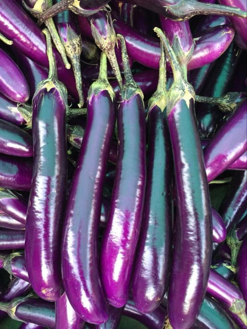 长茄子紫色茄子冬季露天季节蔬菜大量上市