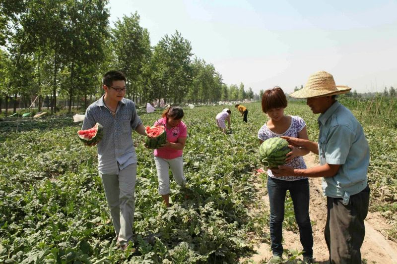 开鲁西瓜代办/内蒙西瓜代收代办/通辽西瓜代办