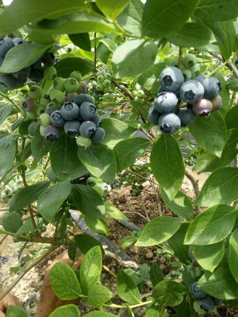 优质蓝莓，保质保量，诚信代办，现摘现发，大量供应