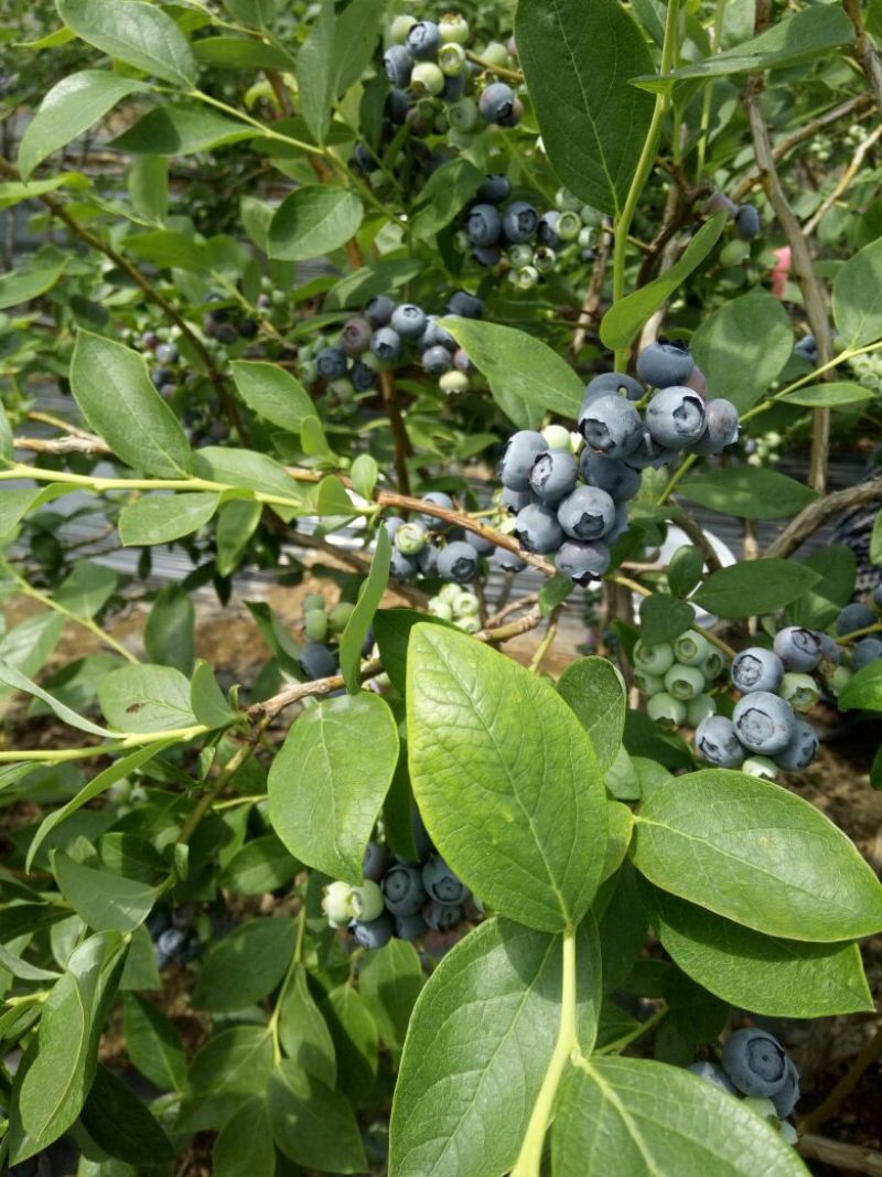 优质蓝莓，保质保量，诚信代办，现摘现发，大量供应