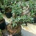 红花紫薇4~6cm0.5米以下1米以下
