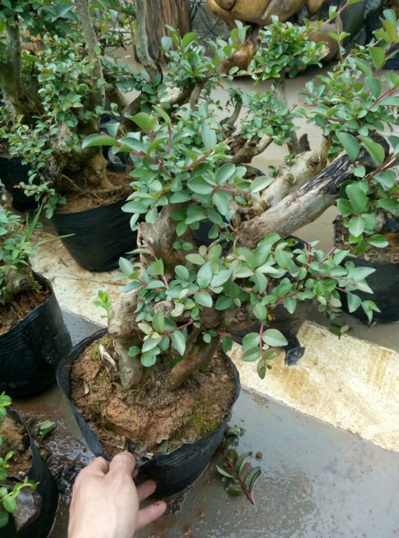 红花紫薇4~6cm0.5米以下1米以下