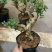 红花紫薇4~6cm0.5米以下1米以下
