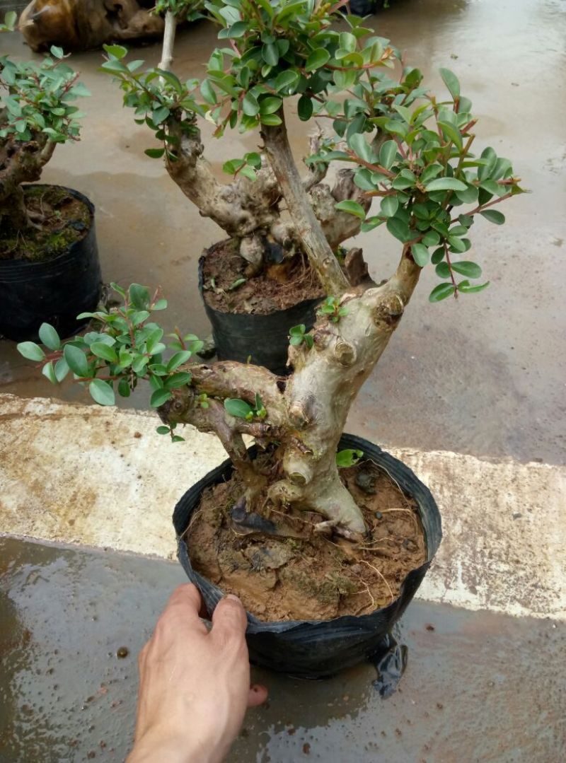 红花紫薇4~6cm0.5米以下1米以下