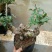红花紫薇4~6cm0.5米以下1米以下