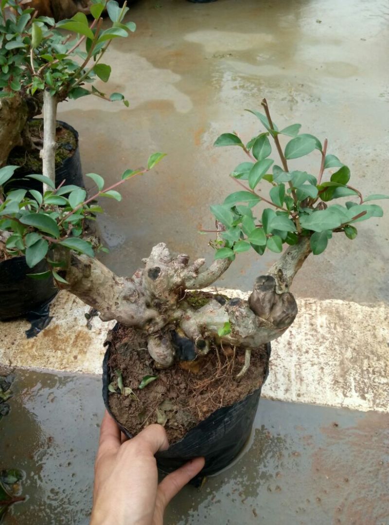 红花紫薇4~6cm0.5米以下1米以下
