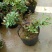 红花紫薇4~6cm0.5米以下1米以下