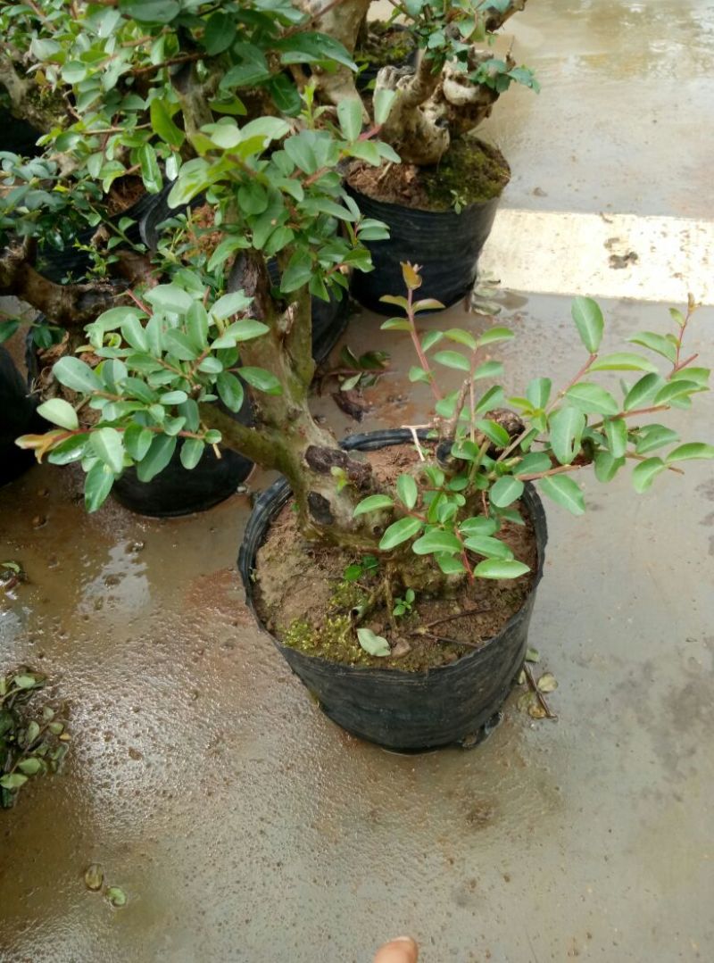 红花紫薇4~6cm0.5米以下1米以下