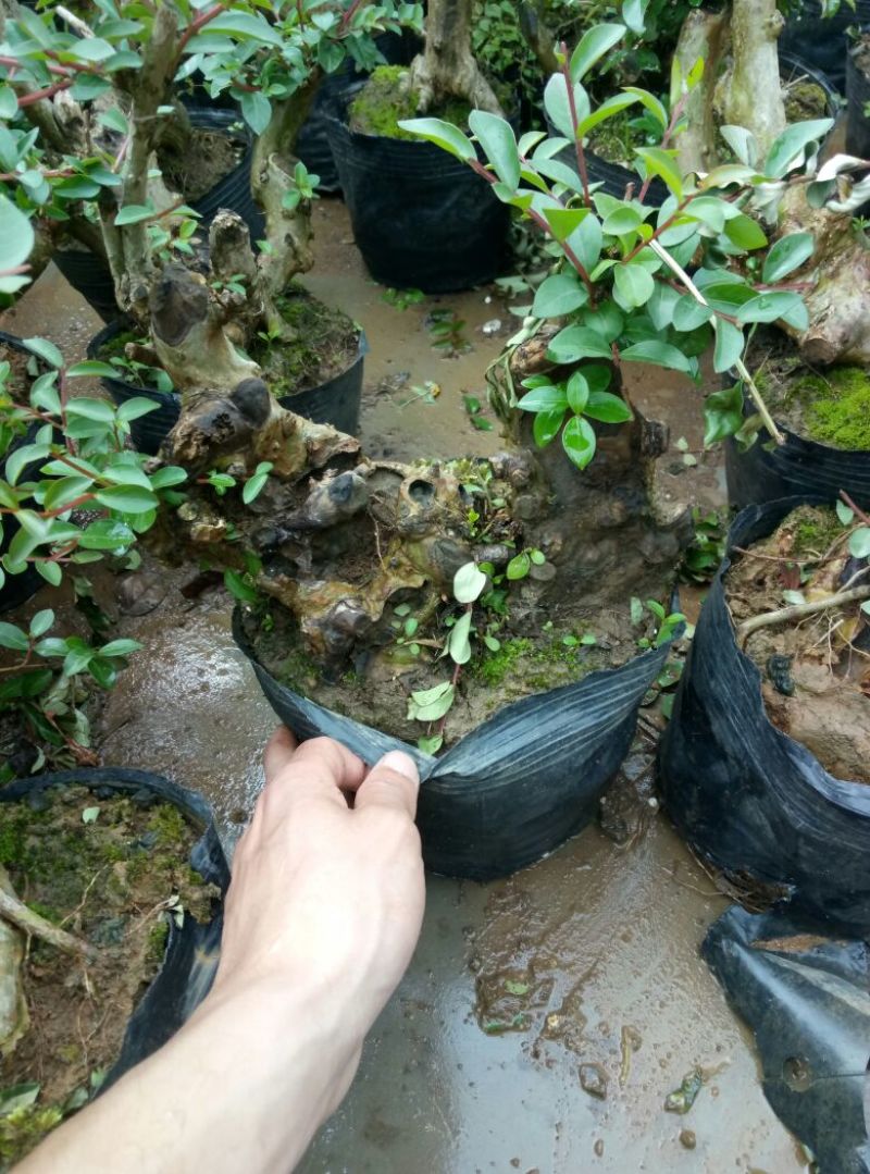 红花紫薇4~6cm0.5米以下1米以下