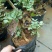 红花紫薇4~6cm0.5米以下1米以下