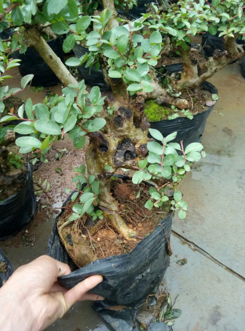 红花紫薇4~6cm0.5米以下1米以下