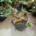 红花紫薇4~6cm0.5米以下1米以下