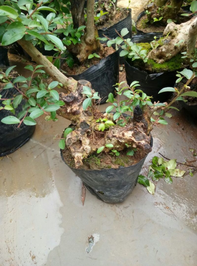 红花紫薇4~6cm0.5米以下1米以下