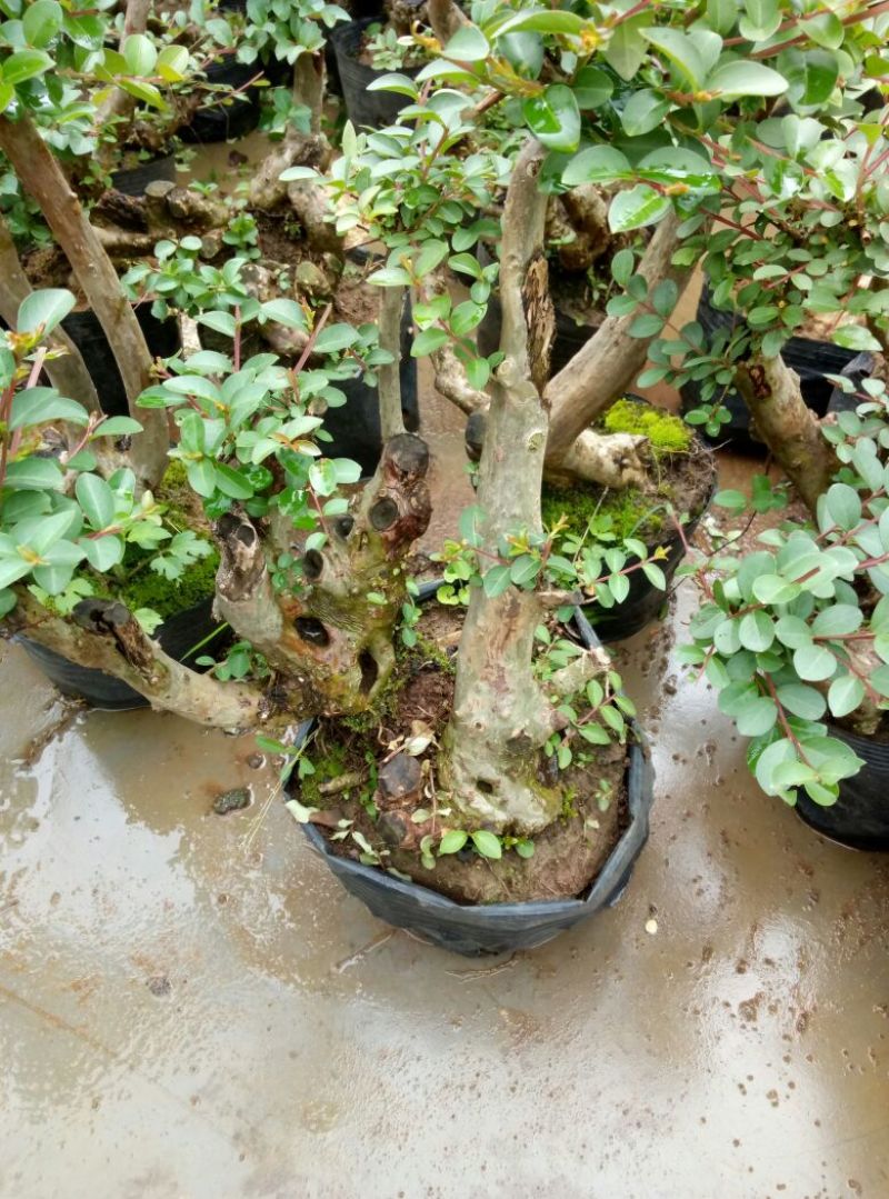 红花紫薇4~6cm0.5米以下1米以下