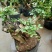 红花紫薇4~6cm0.5米以下1米以下