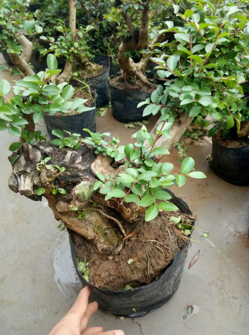 红花紫薇4~6cm0.5米以下1米以下