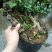 红花紫薇4~6cm0.5米以下1米以下