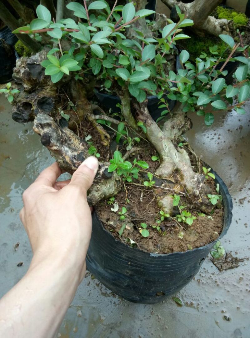 红花紫薇4~6cm0.5米以下1米以下
