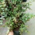 红花紫薇4~6cm0.5米以下1米以下