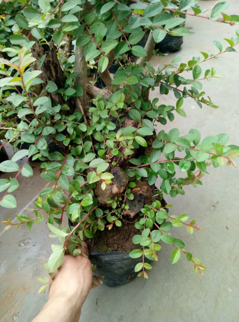 红花紫薇4~6cm0.5米以下1米以下