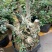红花紫薇4~6cm0.5米以下1米以下