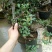 红花紫薇4~6cm0.5米以下1米以下