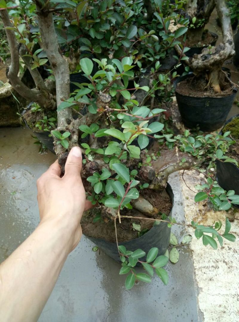 红花紫薇4~6cm0.5米以下1米以下