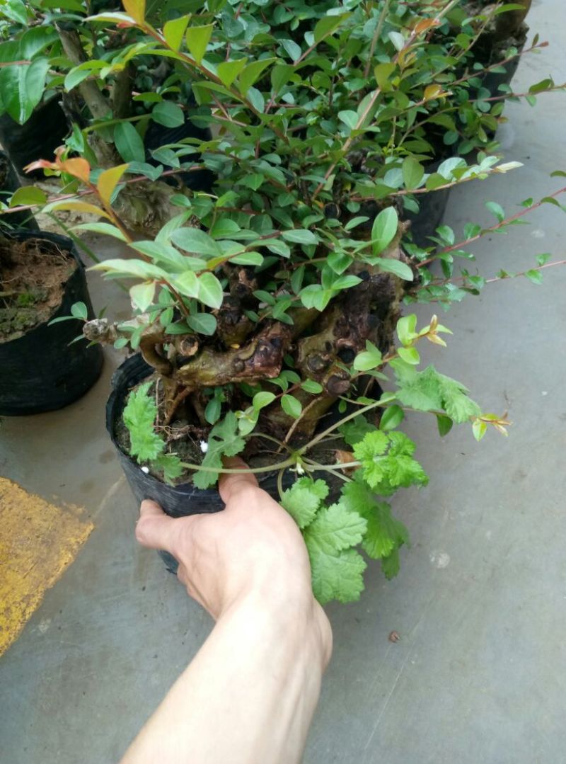 红花紫薇4~6cm0.5米以下1米以下