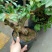 红花紫薇4~6cm0.5米以下1米以下