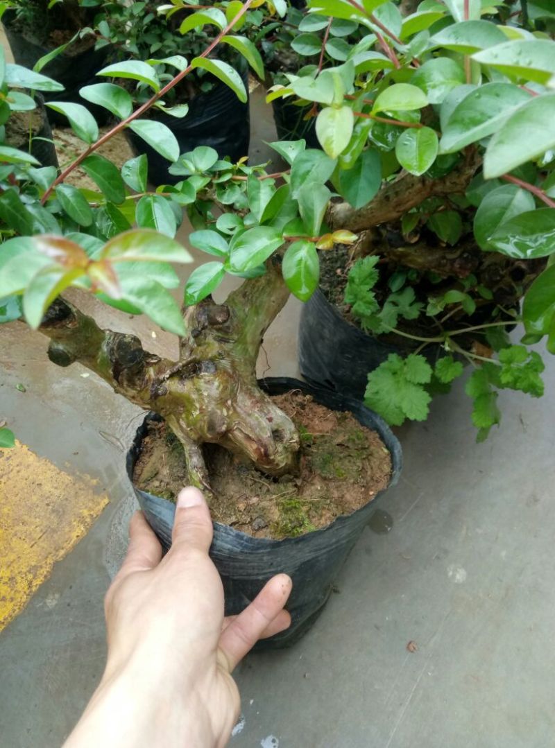 红花紫薇4~6cm0.5米以下1米以下