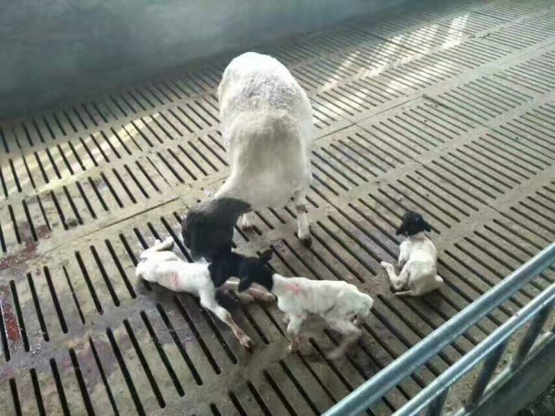 绵羊80~110斤/头