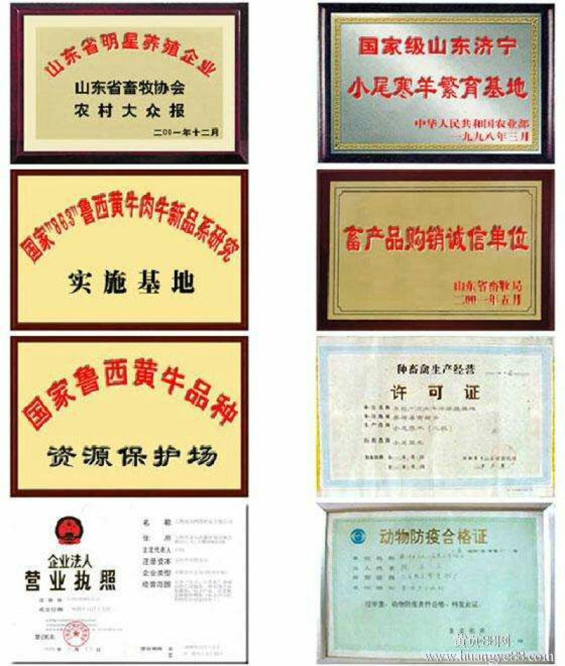 小尾寒羊80~110斤/头