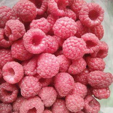 树莓冻果