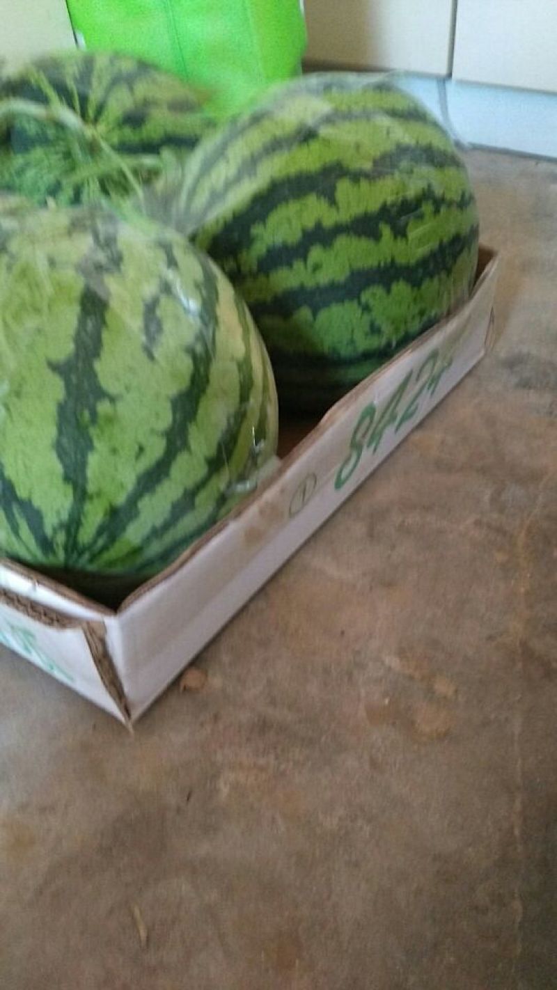 万亩优质8424西瓜6斤打底9成熟1茬