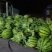 万亩优质8424西瓜6斤打底9成熟1茬