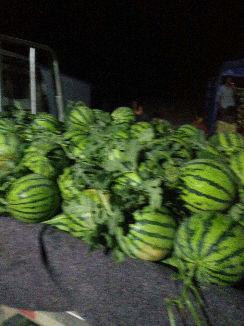 万亩优质8424西瓜6斤打底9成熟1茬