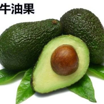 牛油果苗50~80cm