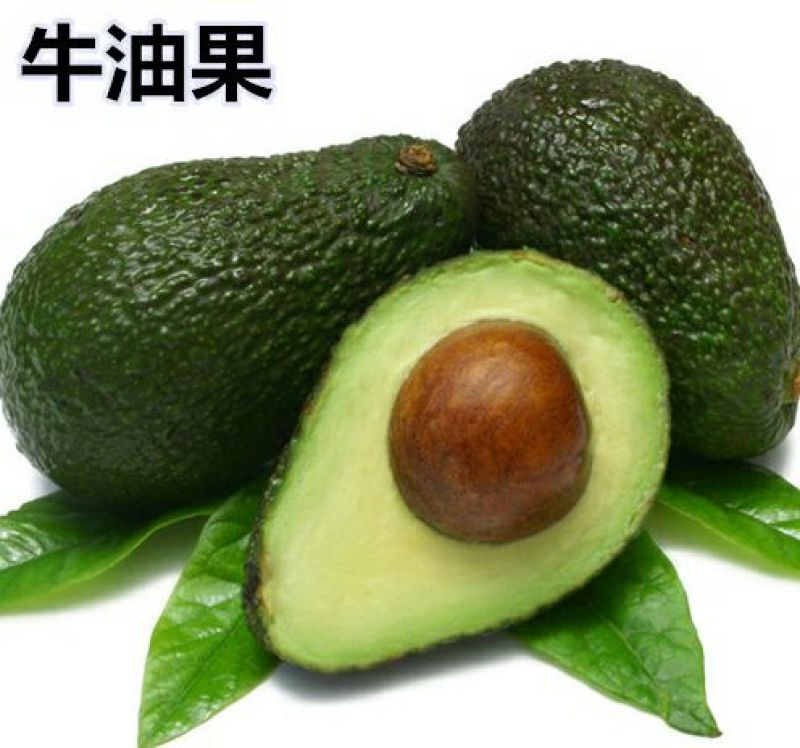 牛油果苗50~80cm