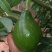 牛油果苗50~80cm