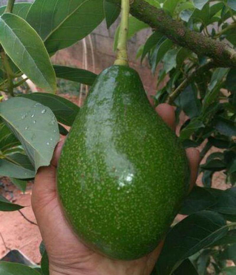 牛油果苗50~80cm