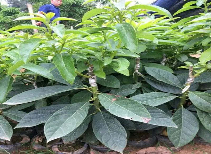 牛油果苗50~80cm