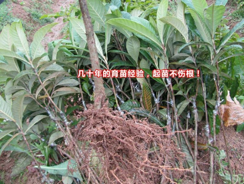枇杷树苗30~50cm
