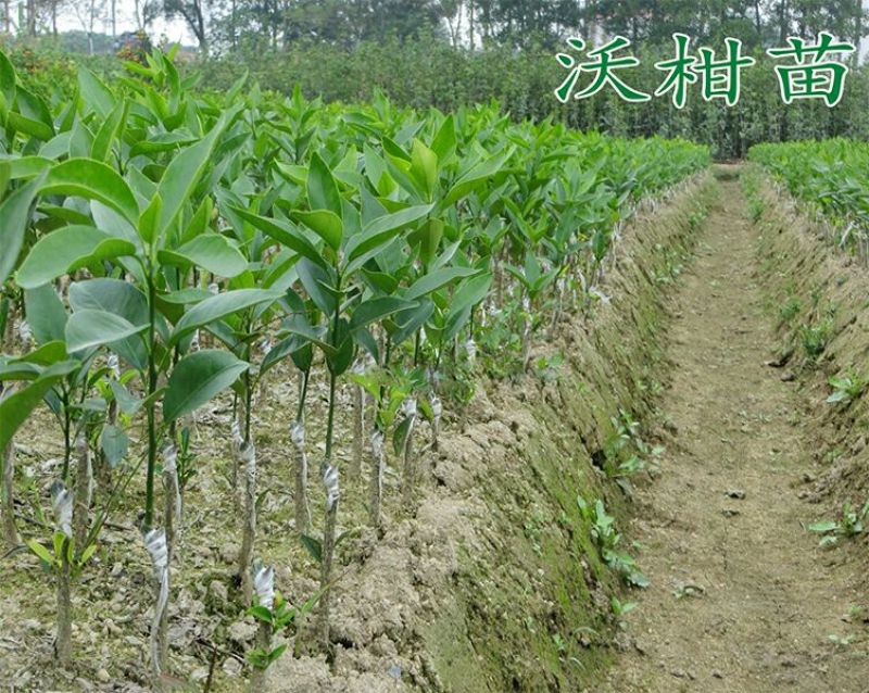 沃柑苗30~50cm