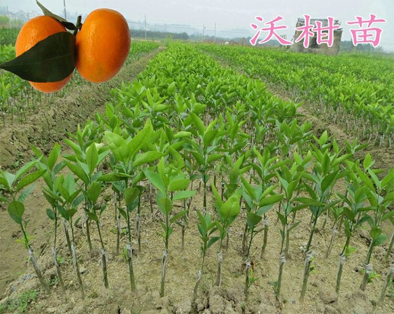沃柑苗30~50cm