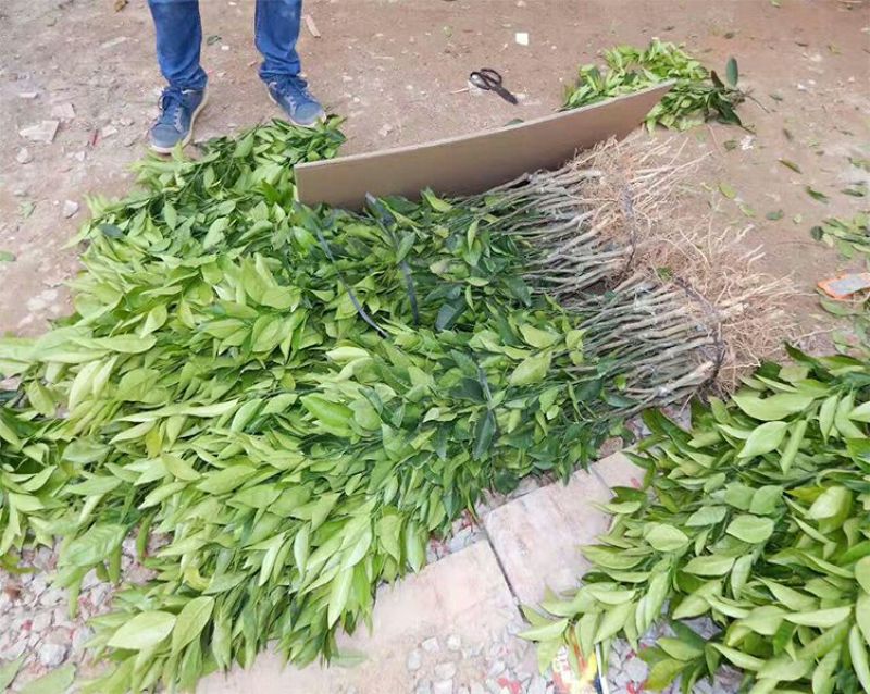 沃柑苗30~50cm