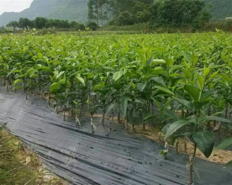 沃柑苗30~50cm