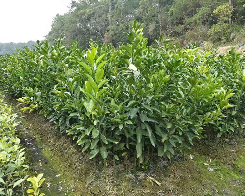沃柑苗30~50cm