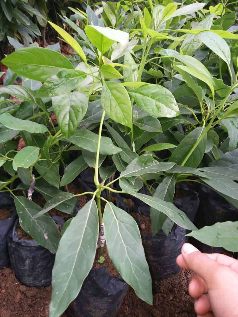 牛油果苗20~30cm
